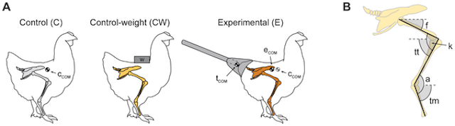 galinha anda como dinossauro protese