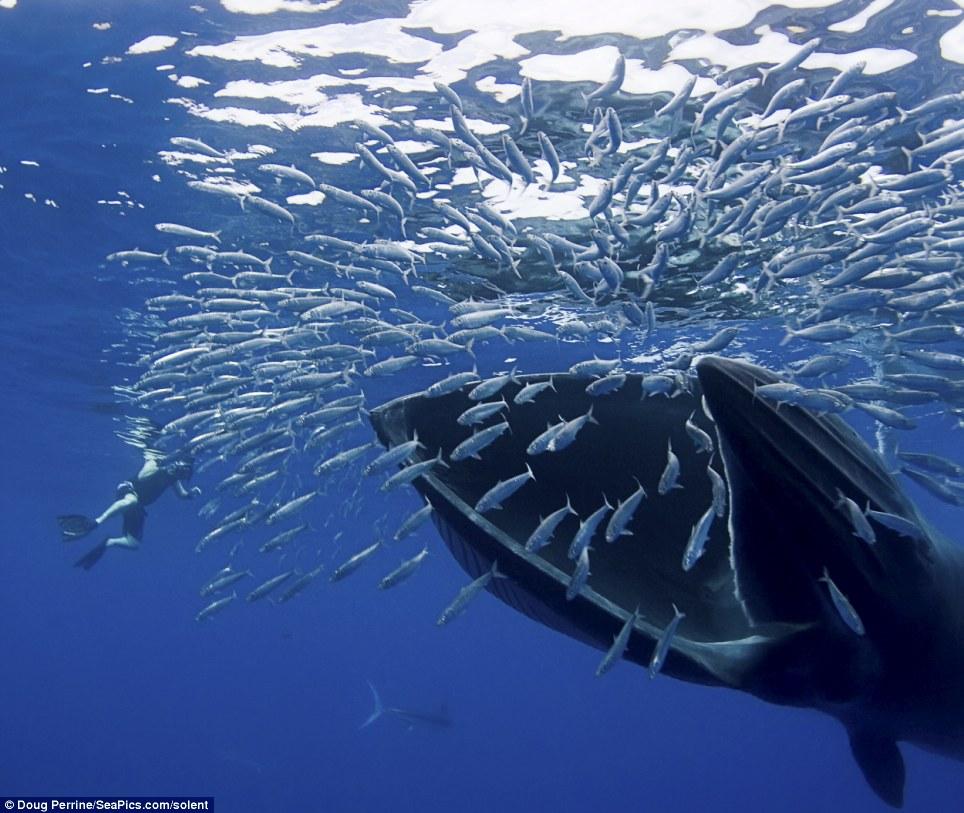 Veja uma baleia engolindo um cardume inteiro de sardinhas