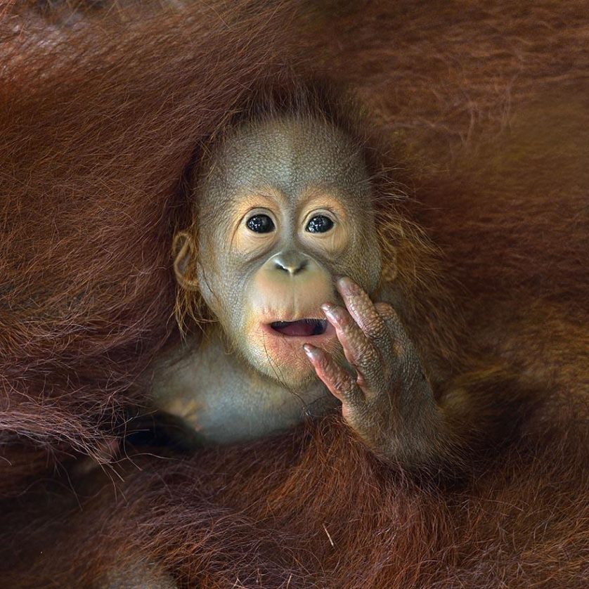 Filhote de orangorando enredado nos pelos da mãe em Singapura. De Chin Boon Leng.