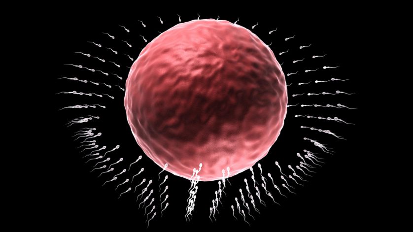 medical visualisation spermatozoo spermatozoi 3d