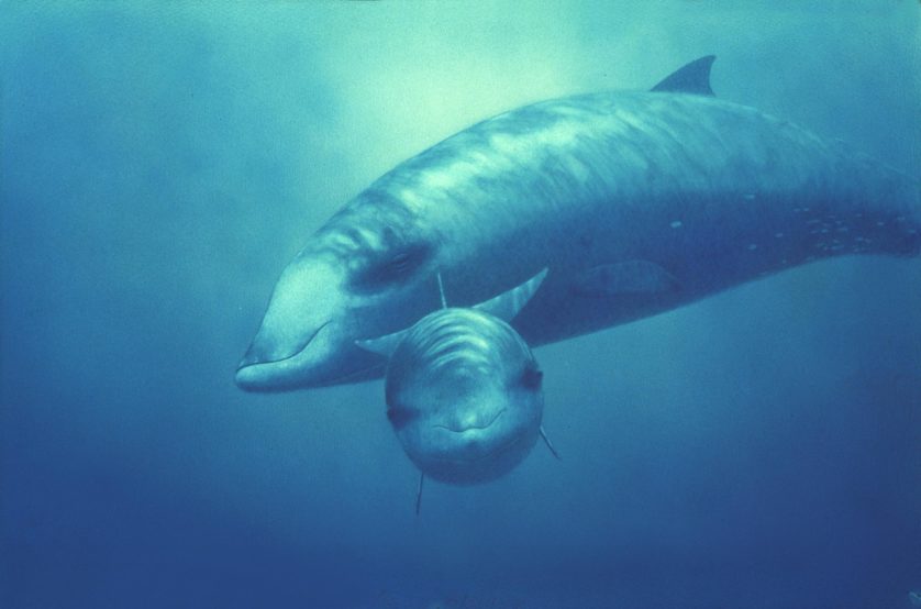 Cuviers-Beaked-Whales-Larry-Foster