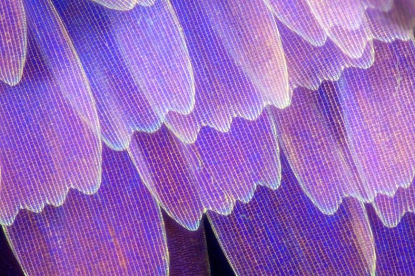 butterfly-wing-macro-photography-linden-gledhill-13