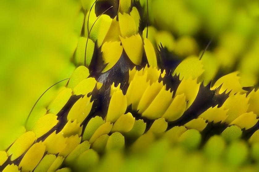 butterfly-wing-macro-photography-linden-gledhill-7