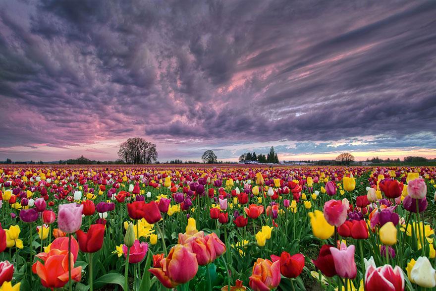 15 incríveis campos floridos ao redor do mundo