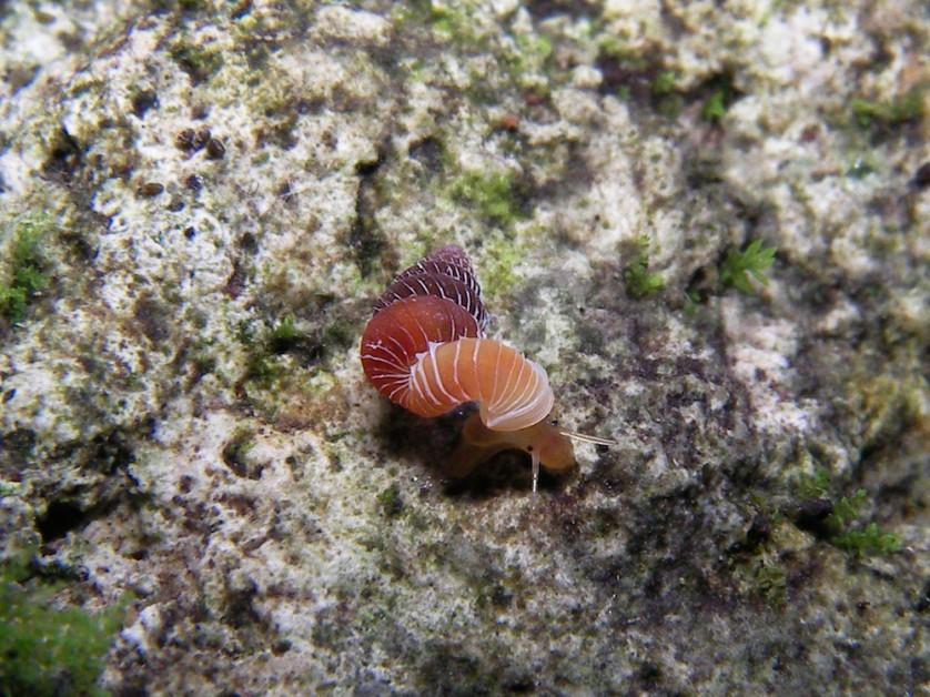 Plectostoma salpidomon (comprimento de concha 3 mm) rastejando em seu habitat natural em Pahang, na Malásia