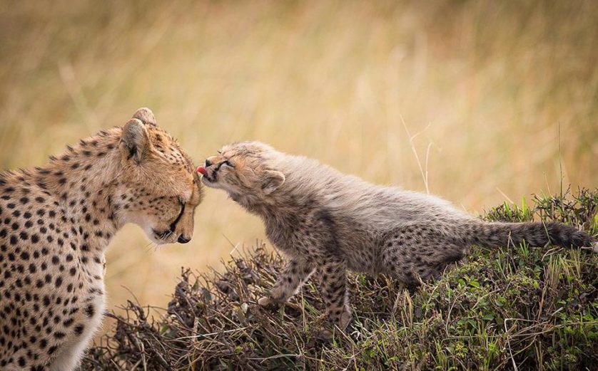 Filhote de guepardo com sua mãe, no Quênia. Guepardos fêmeas dão à luz cerca de três filhotes por vez. Nas primeiras semanas, ela troca os filhotes de toca o tempo todo, escondendo-os enquanto sai a caça. Foto por: Marco Urso