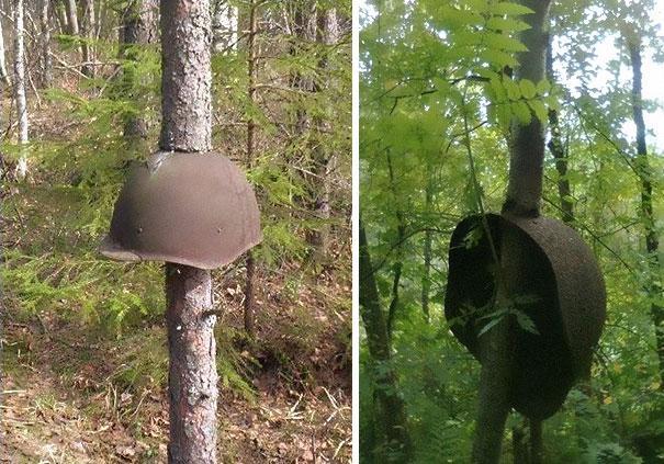 Estes capacetes, provavelmente soviéticos, podem ter caído durante um tiroteio quando as árvores eram apenas mudas 
