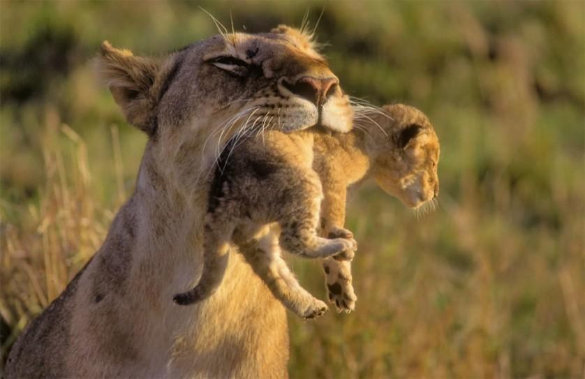 Leoa carrega seu filhote. Os filhotes de leão são criados juntos, às vezes comunitariamente. Foto por: Karsten Lehmkuhl