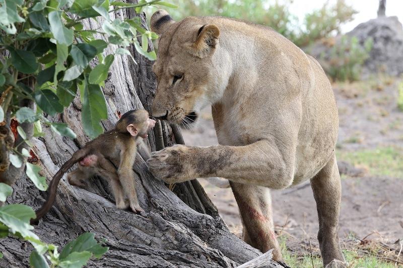 Lioness and baby baboon