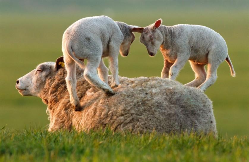 Carneiros brincam com a ovelha mãe. Há mais de 1 bilhão de ovelhas no mundo, a maioria na China. Foto por: Roeselien Raimond