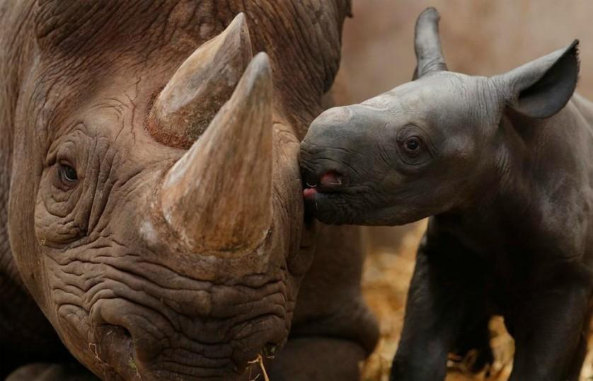 Bebê rinoceronte dá um beijo à sua mãe. Rinocerontes fêmeas gestam seus filhotes por cerca de 15 a 16 meses, e dão à luz a um animal a cada dois ou três anos. Foto por: Phil Noble
