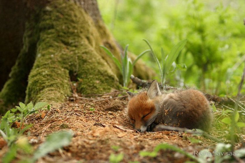 amazing-fox-photos-11