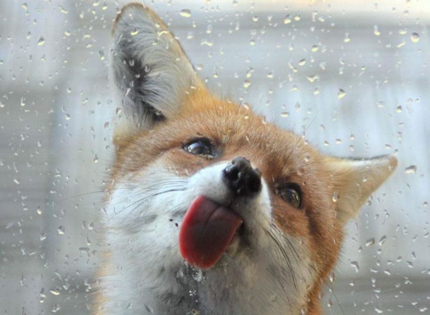 amazing-fox-photos-18