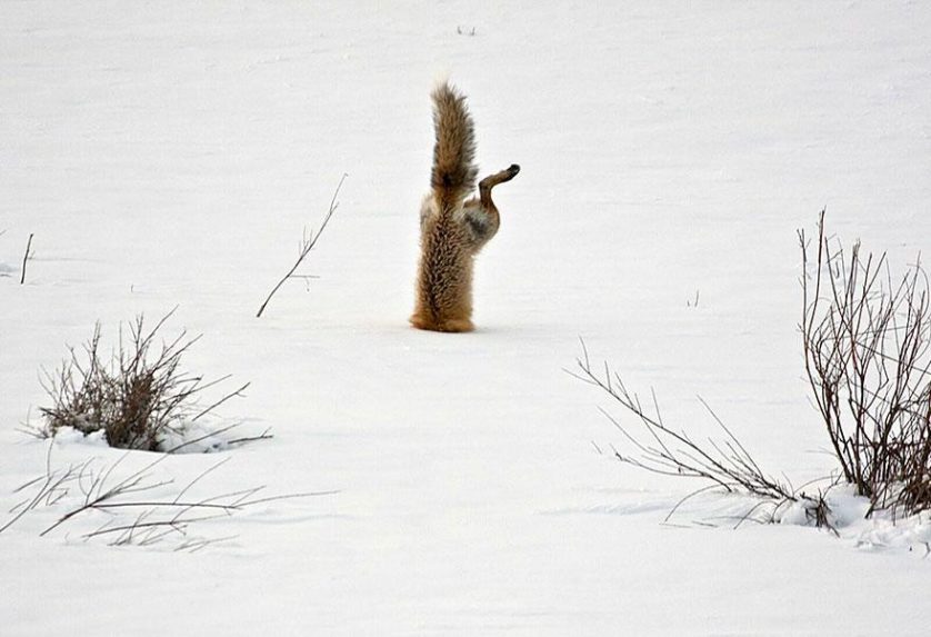 amazing-fox-photos-28