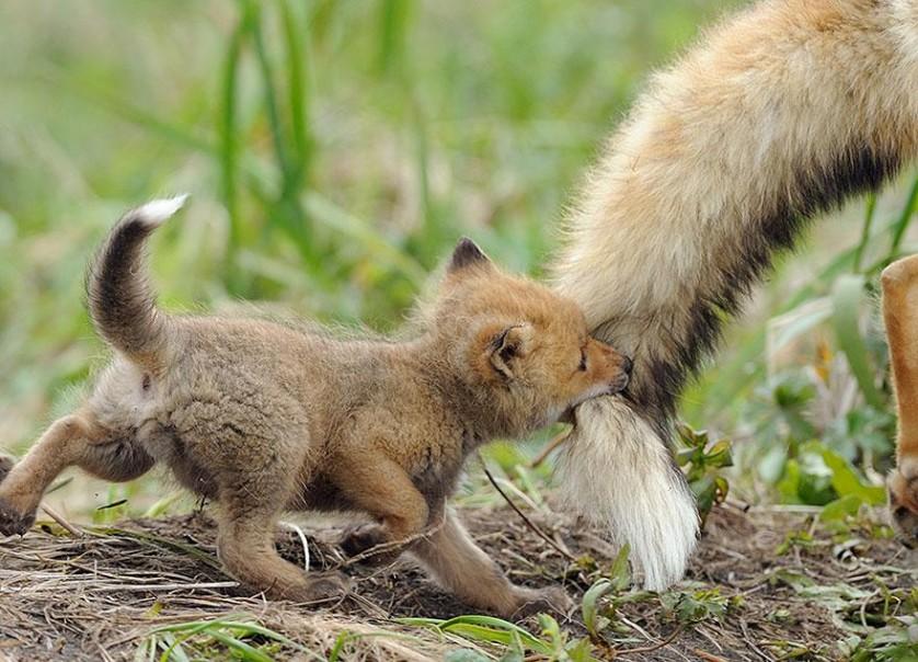 amazing-fox-photos-6
