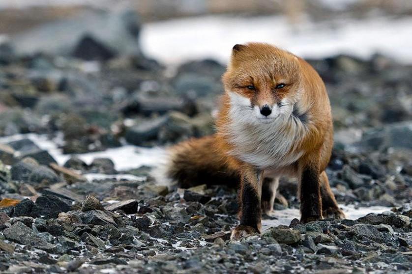 amazing-fox-photos-8