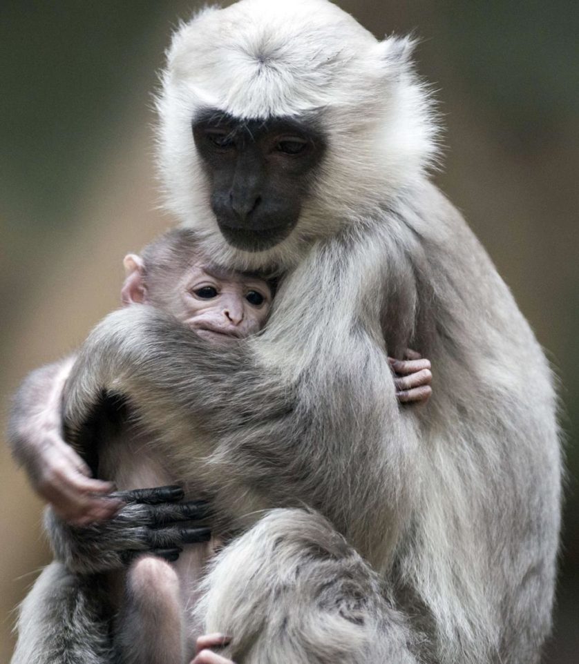 Sally, uma mãe macaca da espécie langur-cinzento, segura seu bebê em sua jaula no Zoológico de Berlim, Alemanha. Este tipo de macaco vive em comunidades em que um único macho mora com várias fêmeas e seus filhotes. 