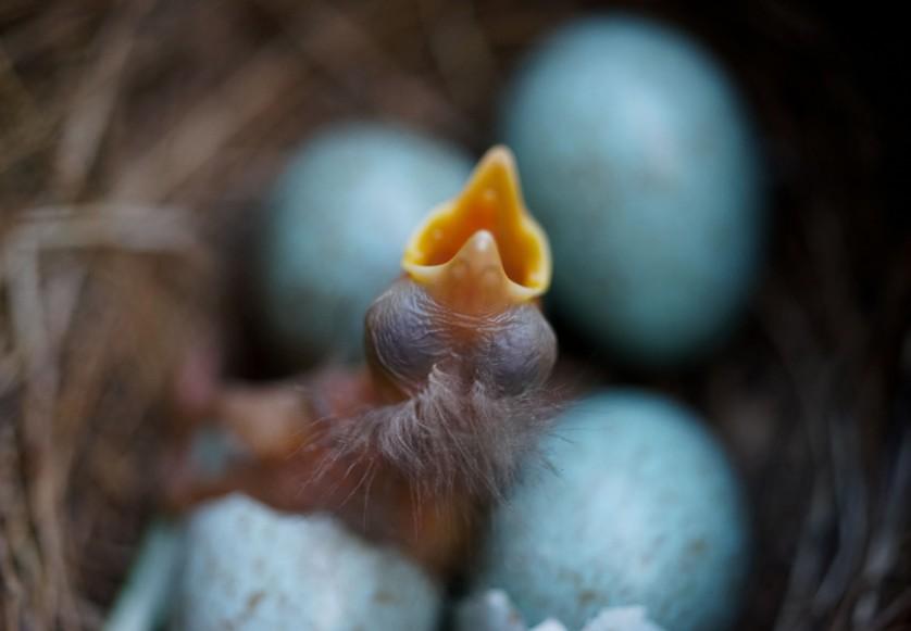 Um faminto pintainho de melro recém-nascido abre o bico ao lado de três irmãos ainda não nascidos em um ninho em Frankfurt, Alemanha, em 13 de abril. 