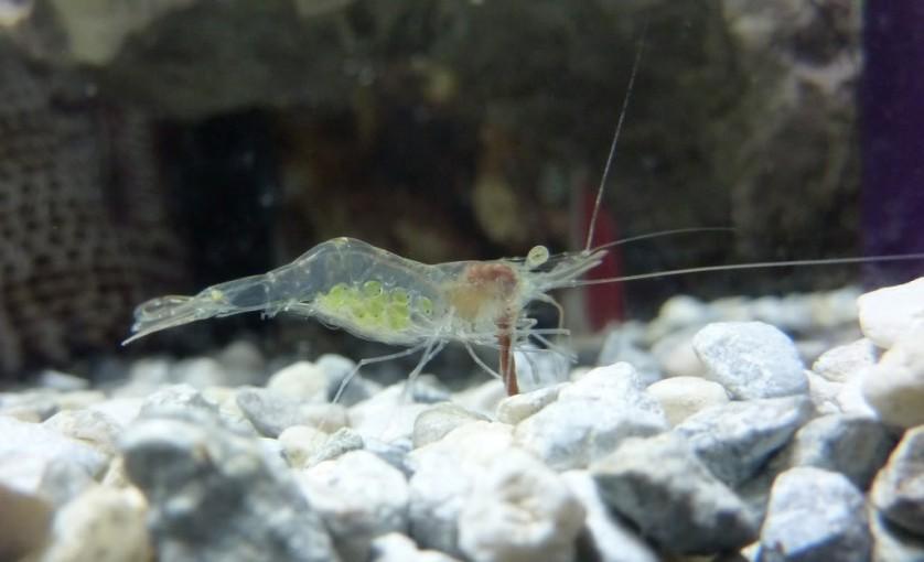 animais transparentes camarão