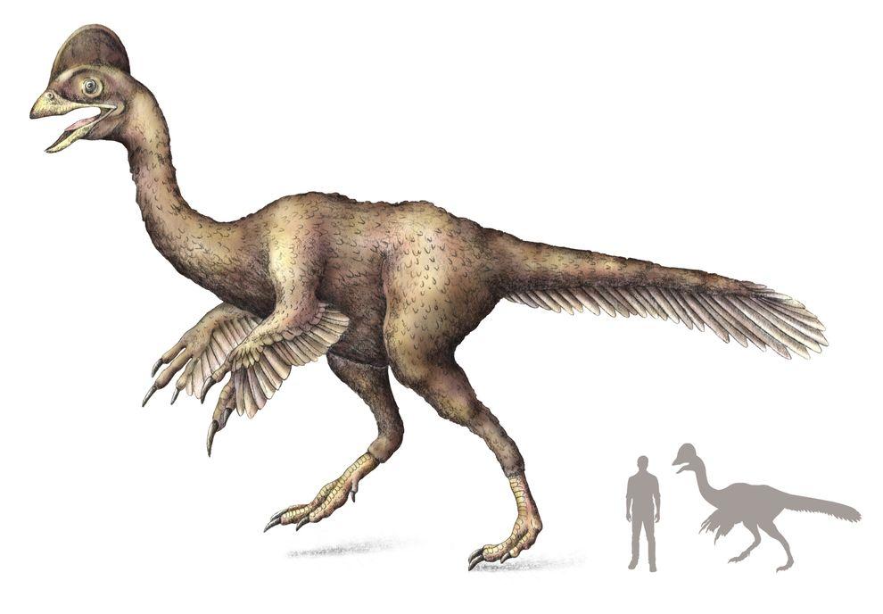 Descoberto novo dinossauro parecido com T-Rex; nome homenageia