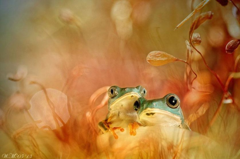 macro-frogs-wil-mijer-13