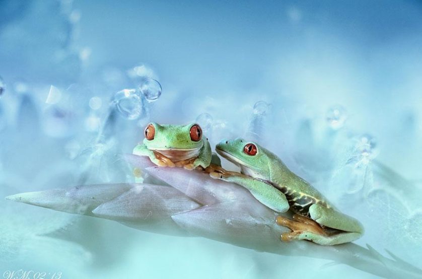 macro-frogs-wil-mijer-7