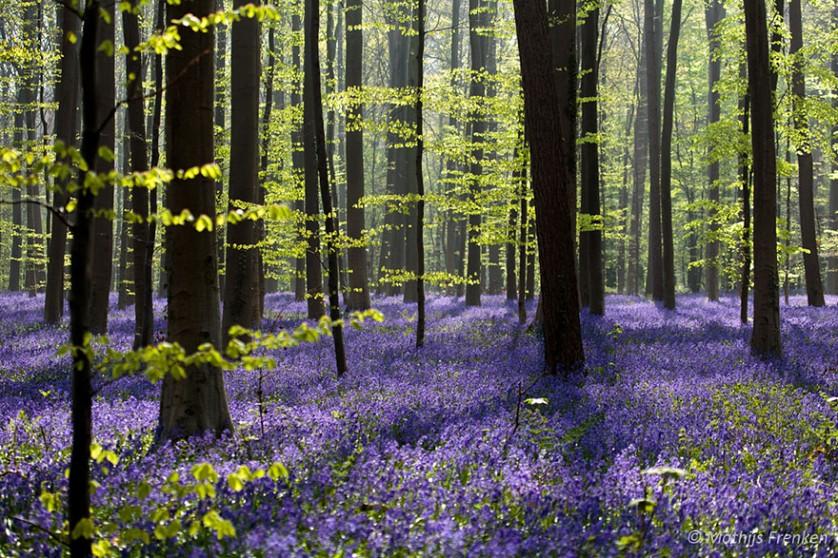bluebells-blooming-hallerbos-forest-belgium-11