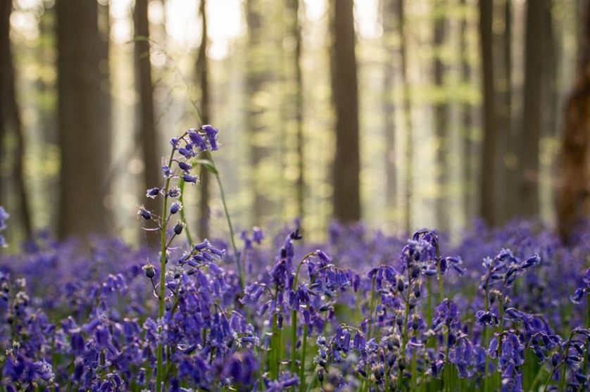 bluebells-blooming-hallerbos-forest-belgium-14