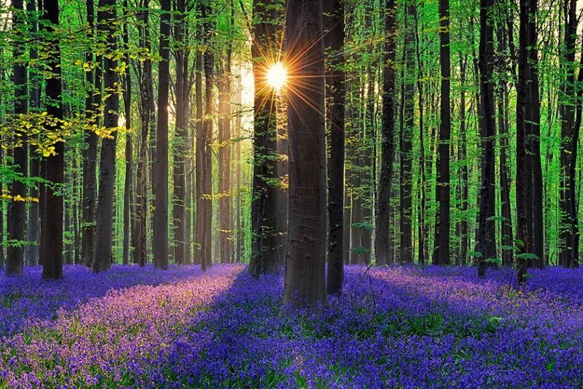 bluebells-blooming-hallerbos-forest-belgium-7