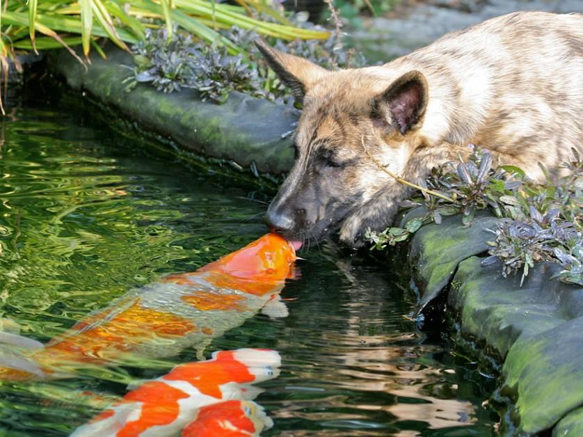 fotos de animais se beijando cachorro e peixe
