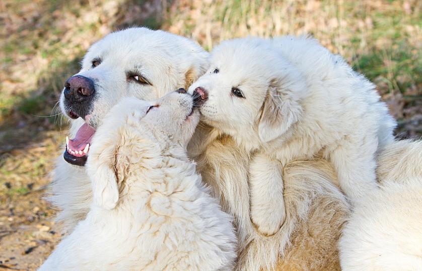 fotos de animais se beijando cachorros