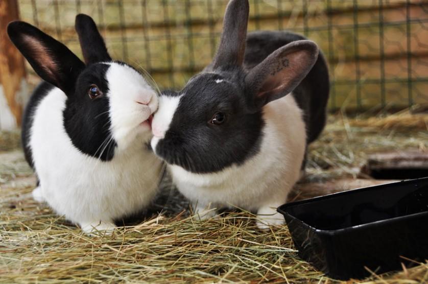 fotos de animais se beijando coelhos