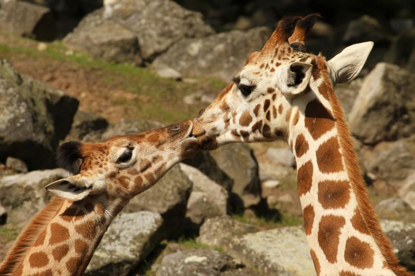 fotos de animais se beijando girafas