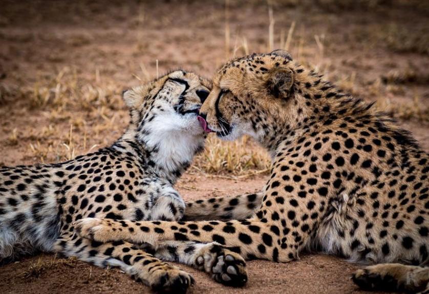 fotos de animais se beijando onças