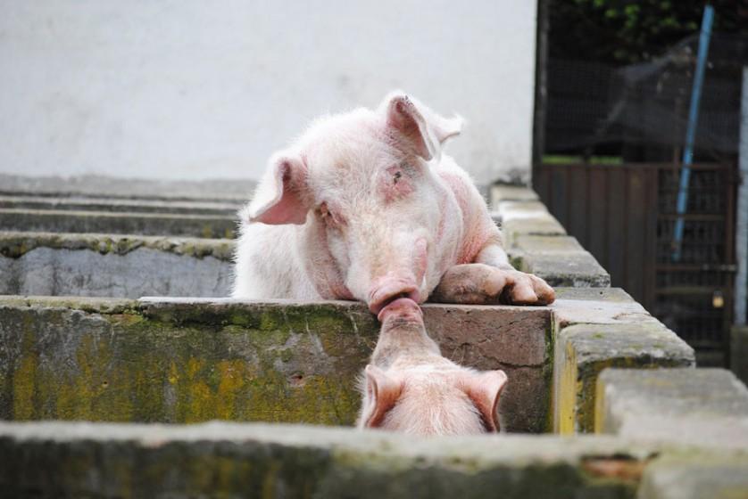 fotos de animais se beijando porcos