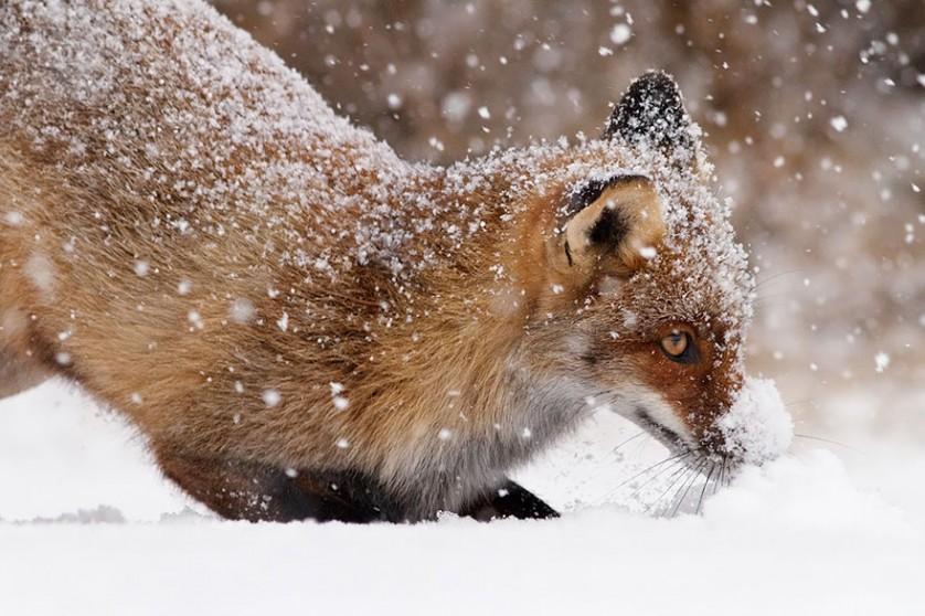 foxes-roeselien-raimond-19