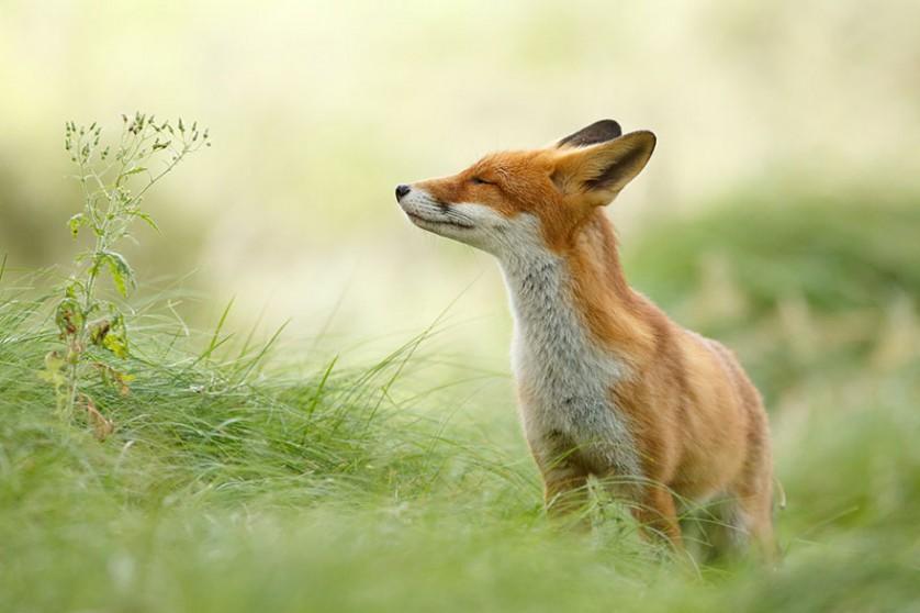 foxes-roeselien-raimond-22