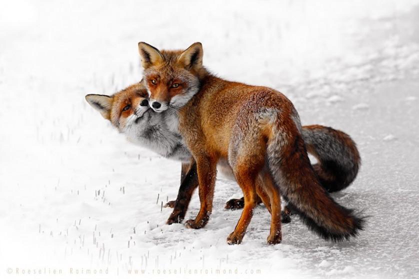 foxes-roeselien-raimond-23