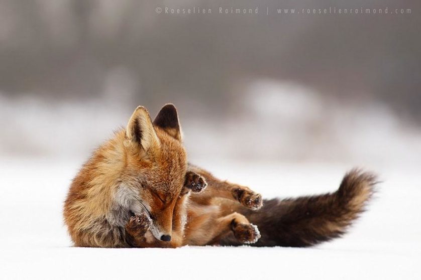 foxes-roeselien-raimond-24
