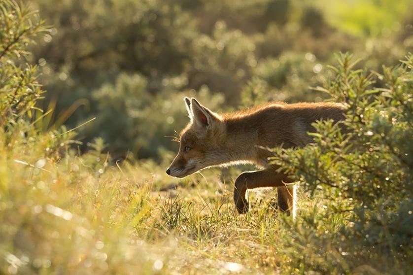 foxes-roeselien-raimond-25