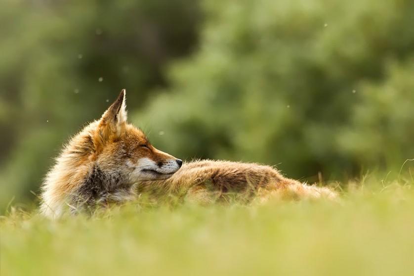 foxes-roeselien-raimond-26