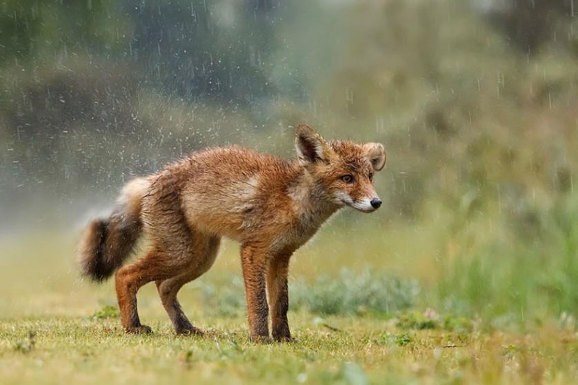 foxes-roeselien-raimond-3-1