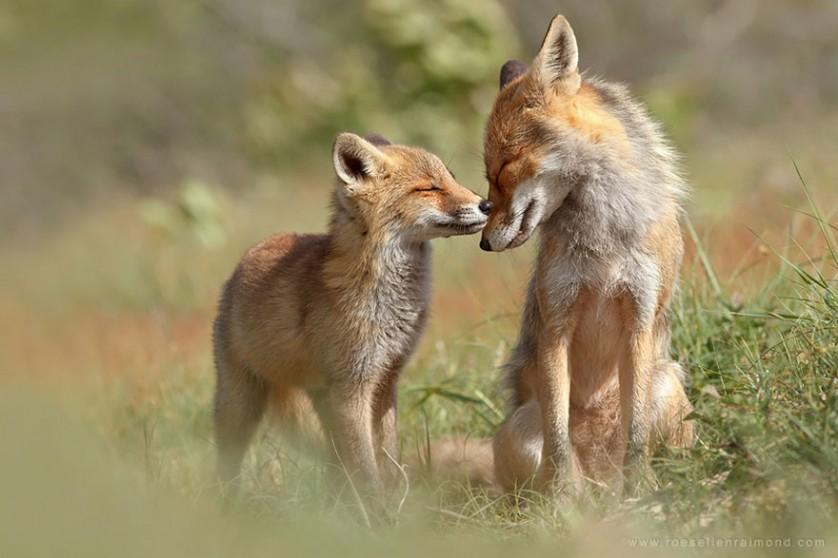 foxes-roeselien-raimond-4