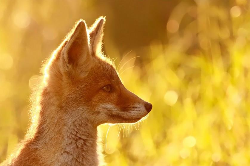foxes-roeselien-raimond-6
