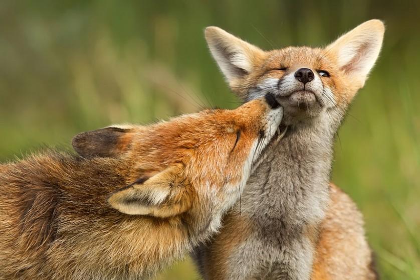 foxes-roeselien-raimond-7