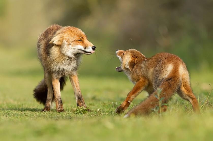 foxes-roeselien-raimond-8