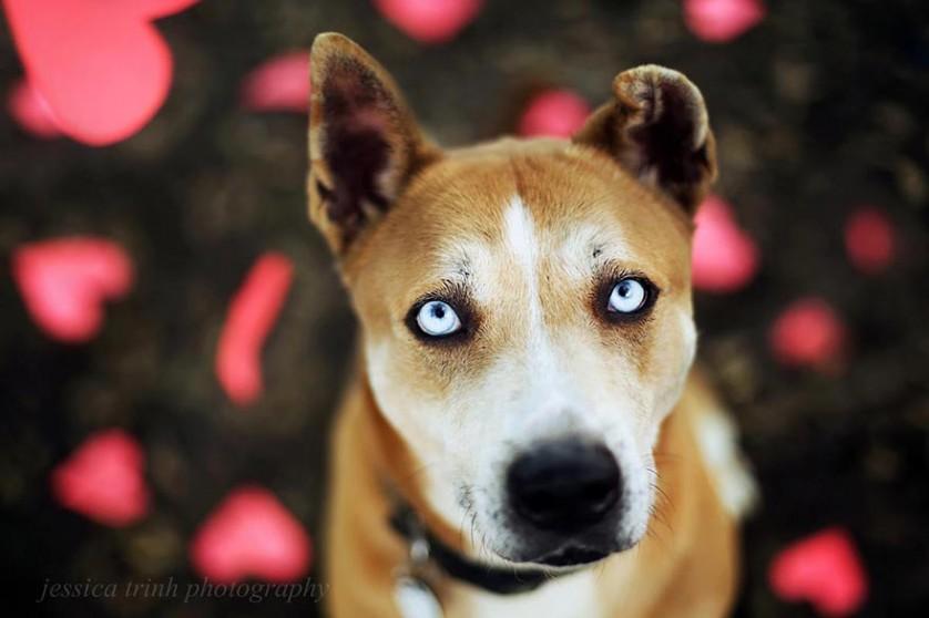shelter-dog-photos-let-it-rain-love-jessica-trinh-1