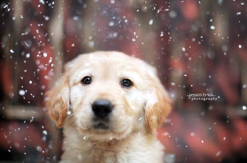 shelter-dog-photos-let-it-rain-love-jessica-trinh-35