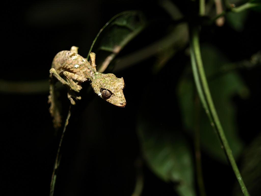 Lagartixa de Madagascar apresenta camuflagem surpreendente