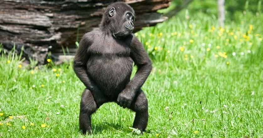 danca engracada animal gorila